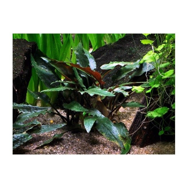 Cryptocoryne Becketti Petchii