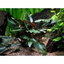 Cryptocoryne Becketti Petchii