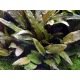 Cryptocoryne Wendtii Tropica