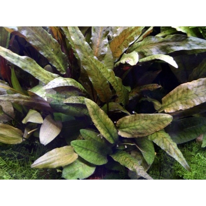 Cryptocoryne Wendtii Tropica