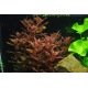 Rotala Macranda - Plante aquatique à tige