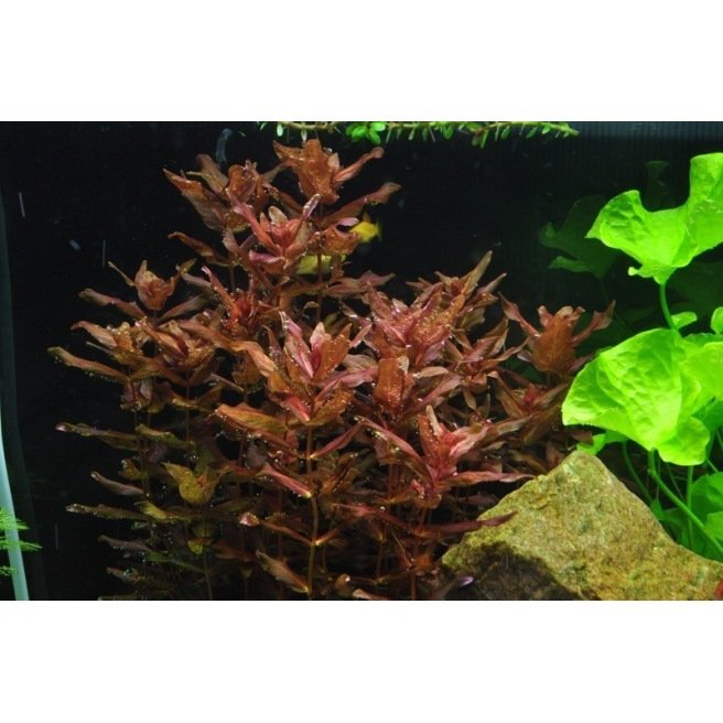 Rotala Macranda - Plante aquatique rouge Rotala Macranda - Plante aquatique rouge