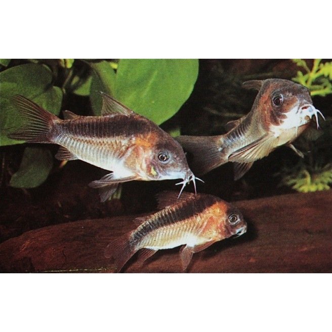 Corydoras Rabauti