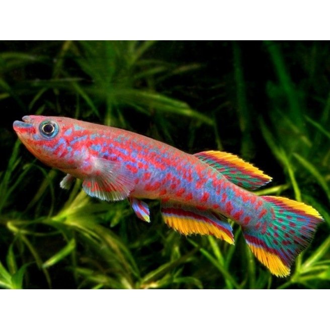 Aphyosemion Gardneri