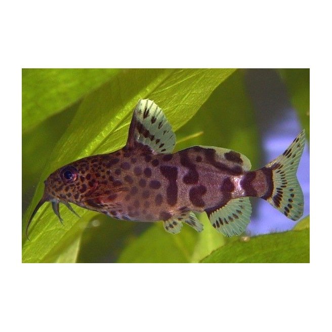 Synodontis Nigrita