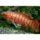 Badis Badis Bengalensis