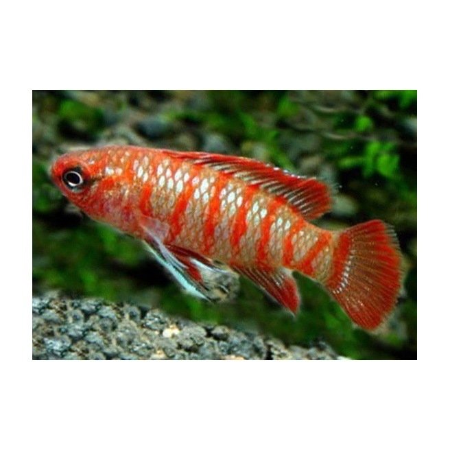 Badis Badis Bengalensis