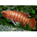 Badis Badis Bengalensis