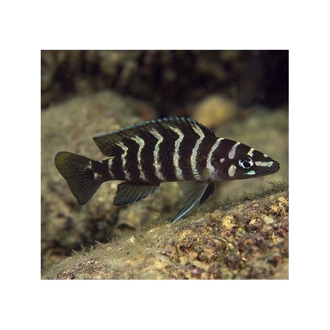 Neolamprologus Cylindricus