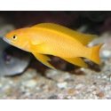 Neolamprologus Leleupi