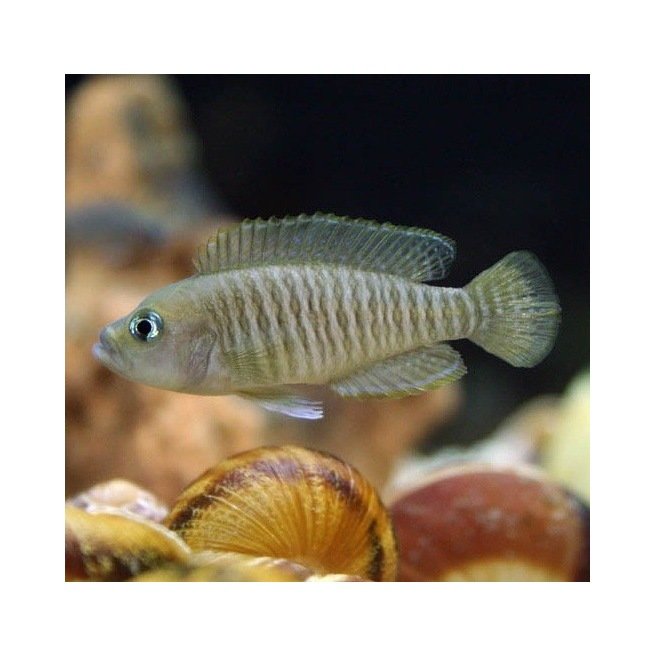 Neolamprologus Multifasciatus