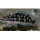 Julidochromis Transcriptus