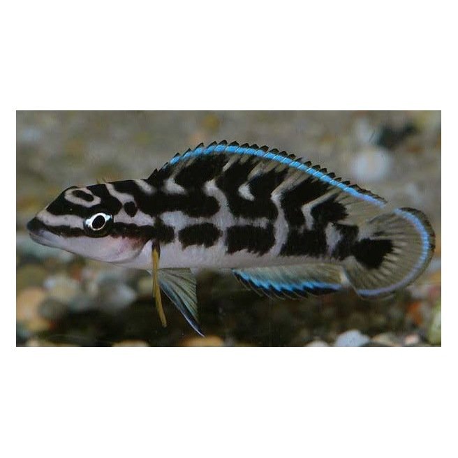 Julidochromis Transcriptus Julidochromis Transcriptus