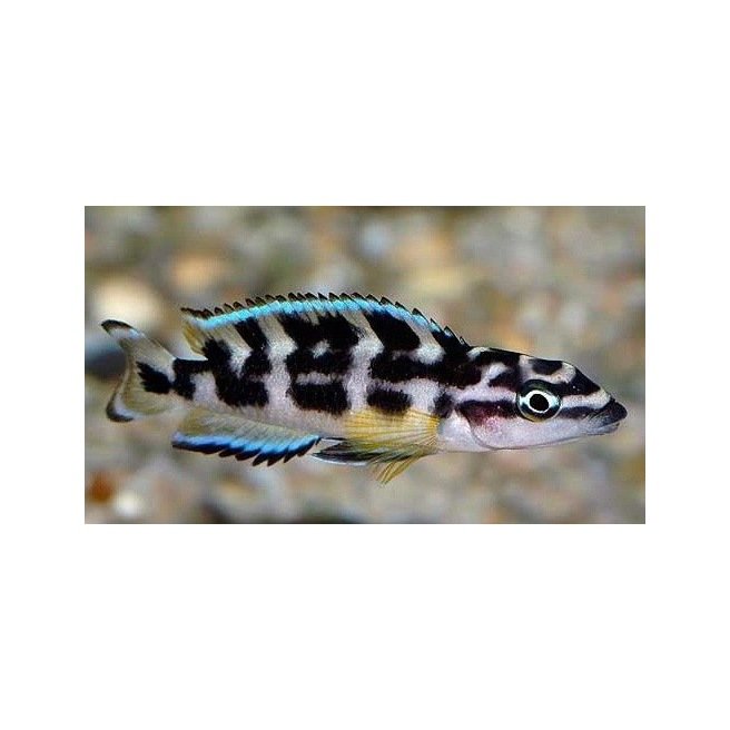 Julidochromis Transcriptus Julidochromis Transcriptus
