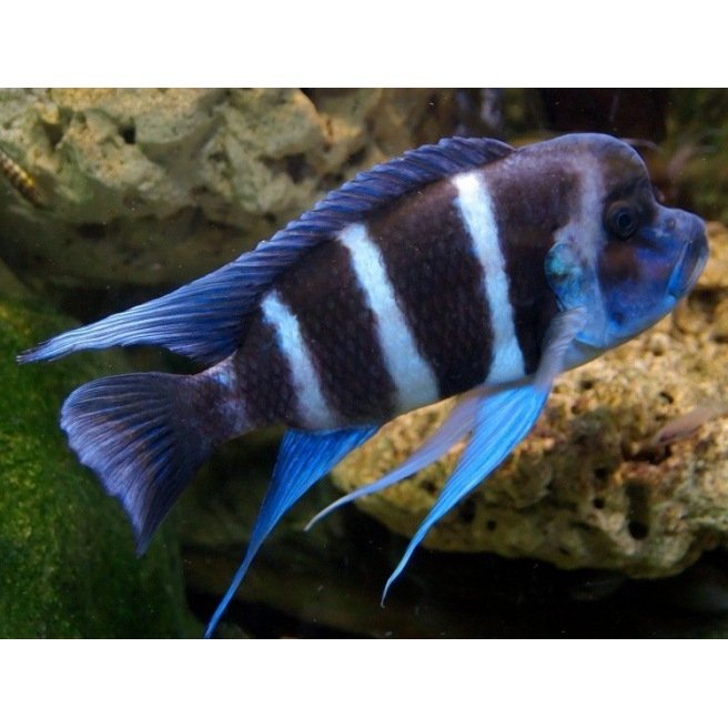 Cyphotilapia Frontosa