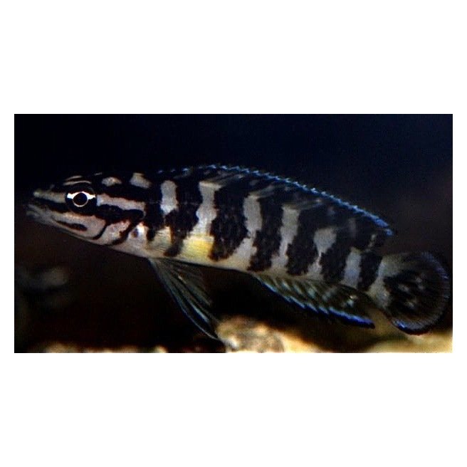 Julidochromis Transcriptus Gombi