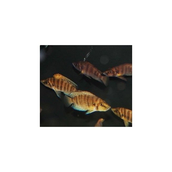 Altolamprologus Compressiceps Kigoma Altolamprologus Compressiceps Kigoma