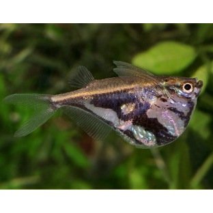 Carnegiella Strigata Carnegiella Strigata