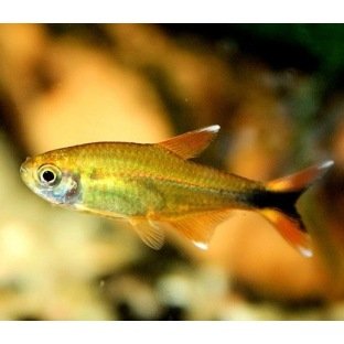 Hasemania Marginata Hasemania Marginata