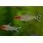 Hemigrammus Rhodostomus