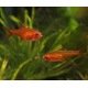 Hyphessobrycon Amandae