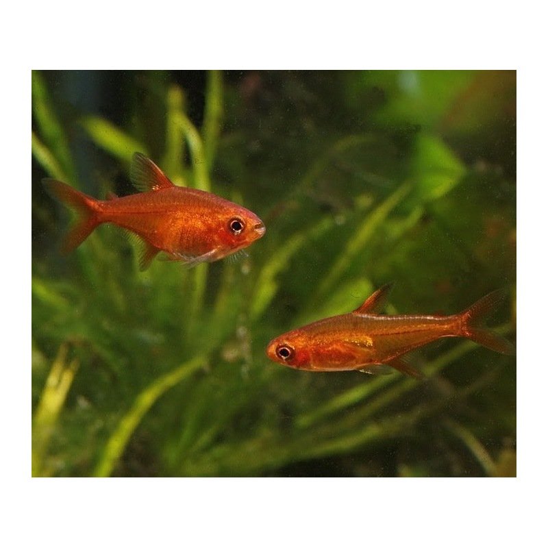 Hyphessobrycon Amandae