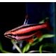 Nannostomus Mortenthaleri