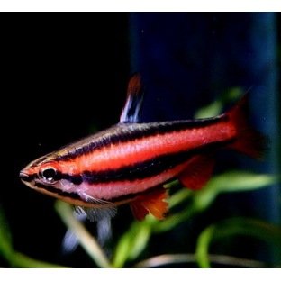 Nannostomus Mortenthaleri Nannostomus Mortenthaleri
