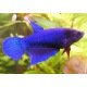 Betta Splendens femelle