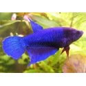 Betta Splendens femelle