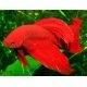 Betta Splendens
