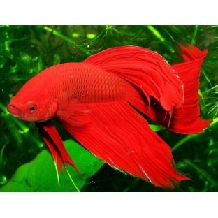 Betta Splendens