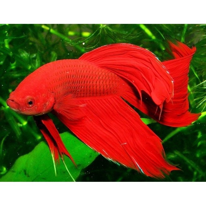 Betta Splendens male