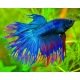 Betta Crowntail