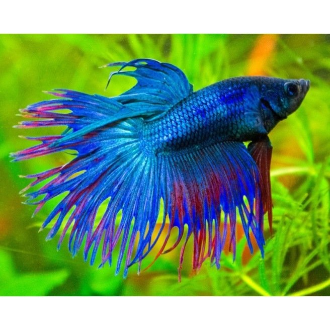 Betta Crowntail