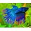 Betta Crowntail