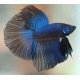 Betta Halfmoon