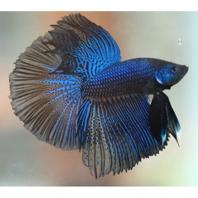 Betta Halfmoon