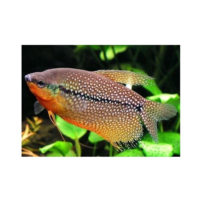 Trichogaster Leeri