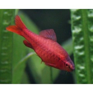 Barbus Titteya - Cyprinidé plus connu sous le nom de Barbus Cerise Barbus Titteya - Cyprinidé plus connu sous le nom de Barbus Cerise