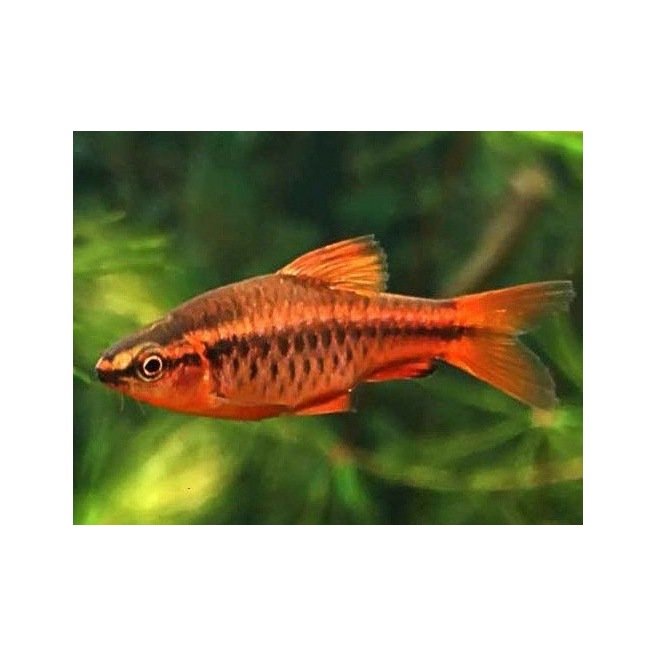 Barbus Titteya - Cyprinidé plus connu sous le nom de Barbus Cerise Barbus Titteya - Cyprinidé plus connu sous le nom de Barbus Cerise