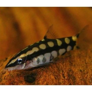 Botia Sidthimunki Botia Sidthimunki