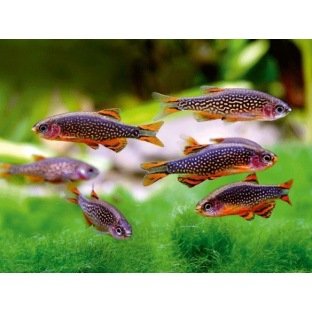 Microrasbora Galaxy Microrasbora Galaxy