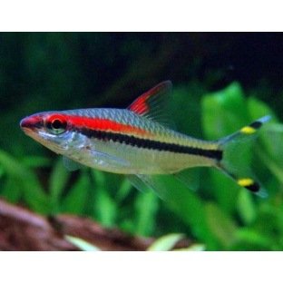 Barbus Denisoni
