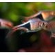 Rasbora Arlerquin ou Rasbora Heteromorpha poisson tropical d'eau douce