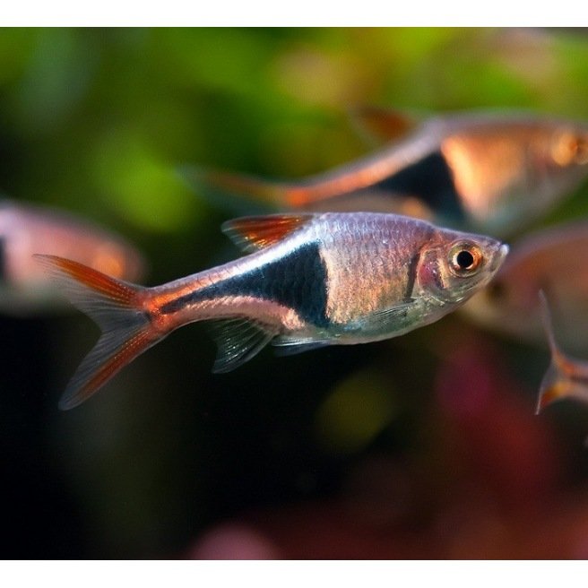 Rasbora Arlerquin ou Rasbora Heteromorpha poisson tropical d'eau douce