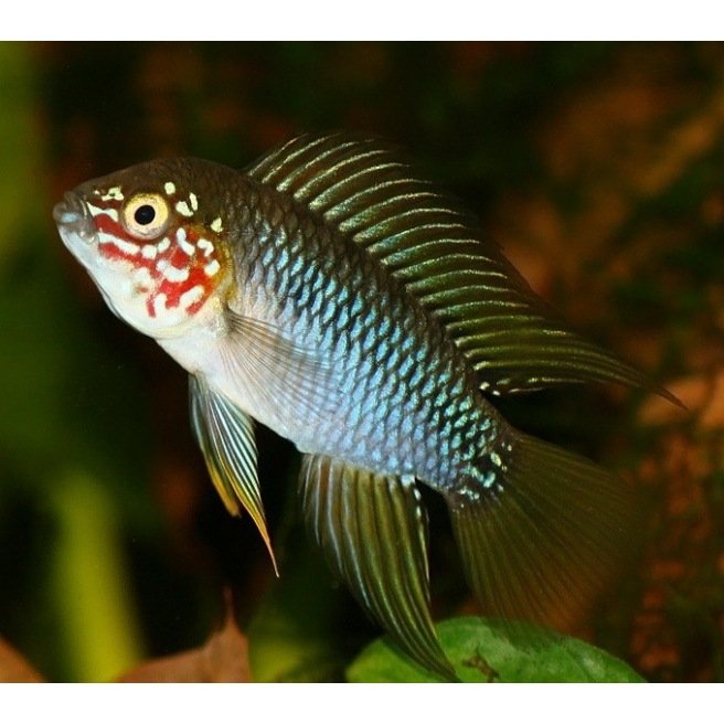 Apistogramma Borelli
