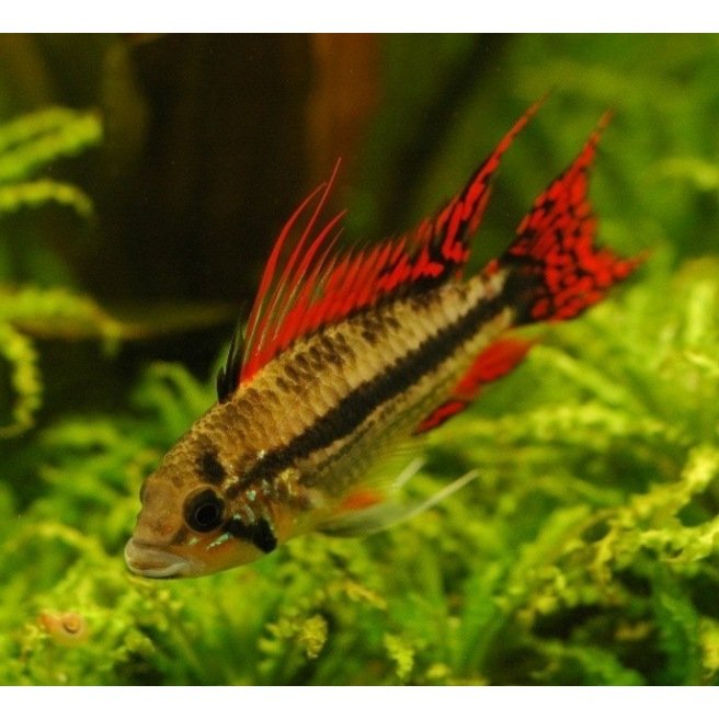 Apistogramma Cacatuoides Red Red
