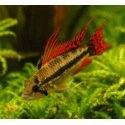 Apistogramma Cacatuoides Red Red