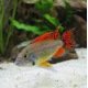 Apistogramma Cacatuoides Red Red